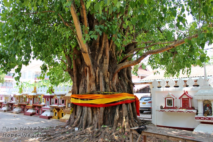 Старые большие деревья обвязывают лентами в знак уважения и поклонения