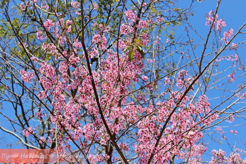 Цветущая сакура в Далате в январе