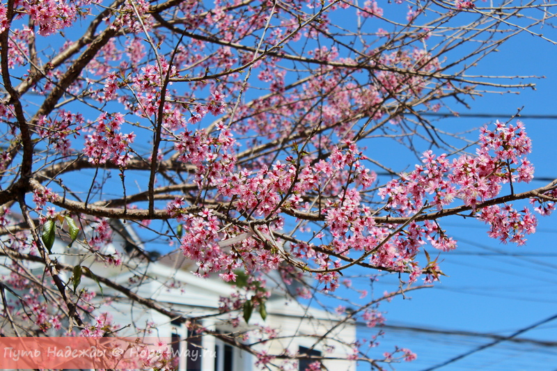 Ветви цветущей сакуры на фоне голубого неба