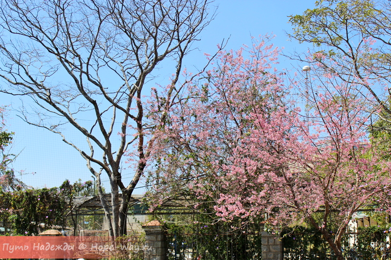 Зацвела сакура в Далате, официально началась весна