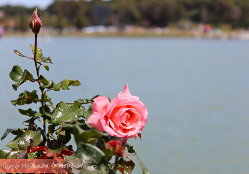 Клумбы с розами украшают территорию около озера Суан Хыонг в Далате