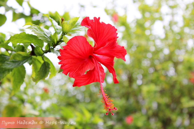 Тропический цветок гибискус стал символом Малайзии