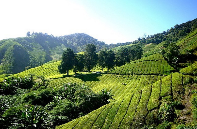 Удивительные зеленые ландшафты Малайзии