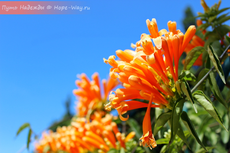 Красивые оранжевые цветочки на фоне голубого неба