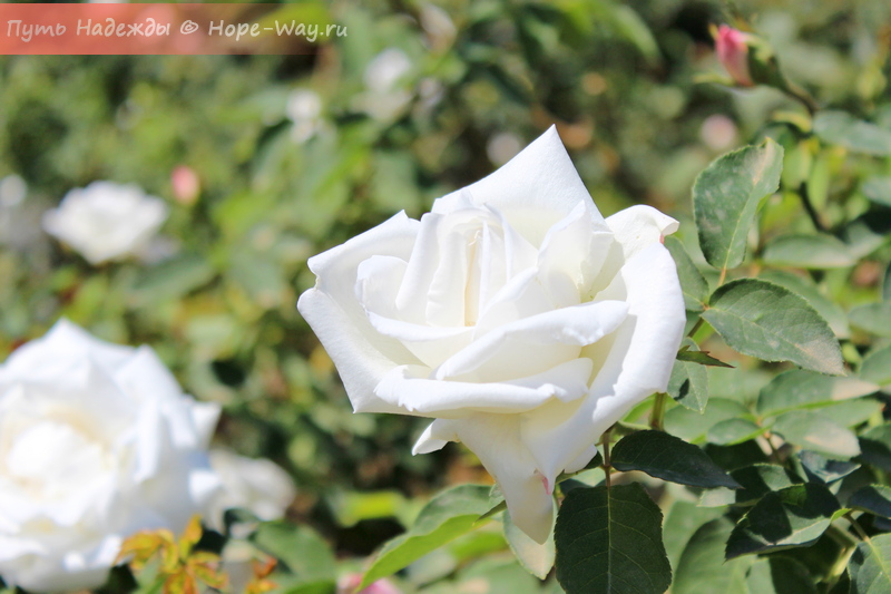 Белые розы в Далатском Цветочном саду