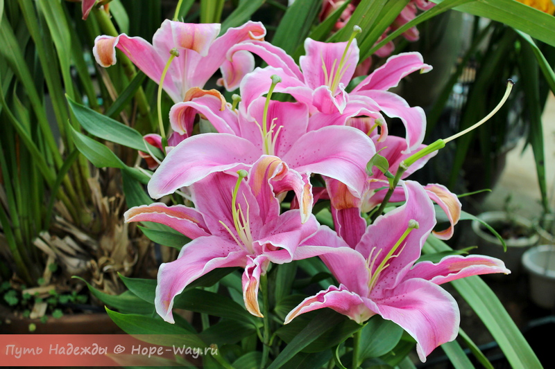 В одной из "теплиц" на возвышенности можно посмотреть на лилии, орхидеи и другие цветы