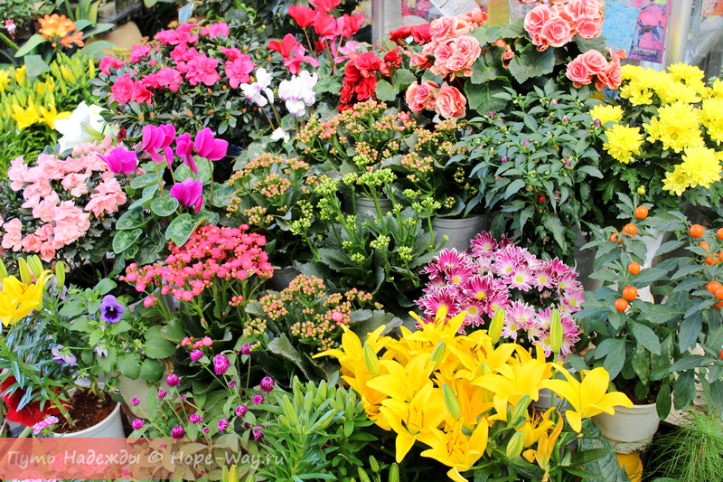 Множество красивых цветов в Цветочных садах Далата