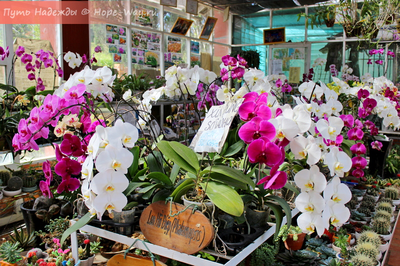 Цветущие орхидеи в оранжереях Далата