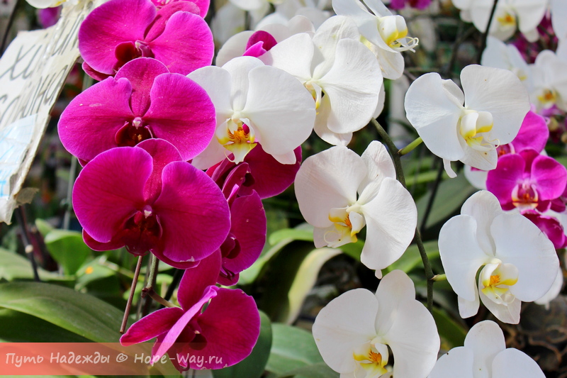 Тропические орхидеи в Далате
