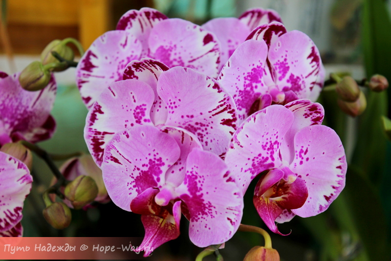 Очень красивая орхидея необычной расцветки
