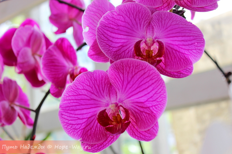 Яркая орхидея цвета фуксии